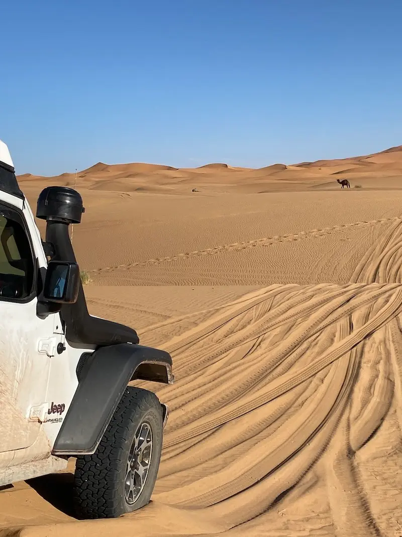Front view of a Jeep Wrangler Rubicon with snorkel and hood parked on a small dune in Merzouga, Morocco, overlooking the Sahara Desert dunes with a camel in the distance during an overland expedition