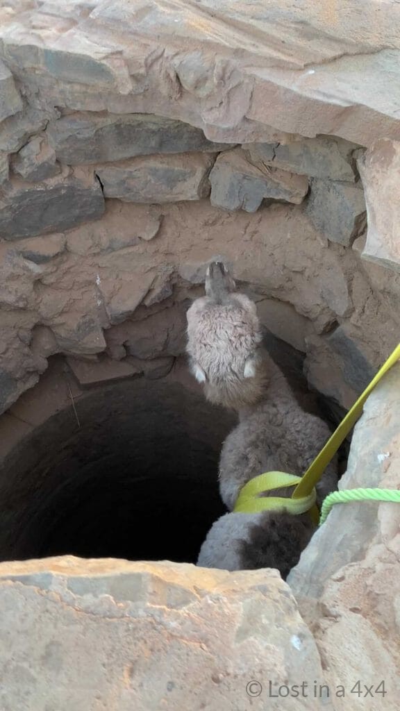 Baby camel being carefully winched out of a desert well during a rescue in Morocco