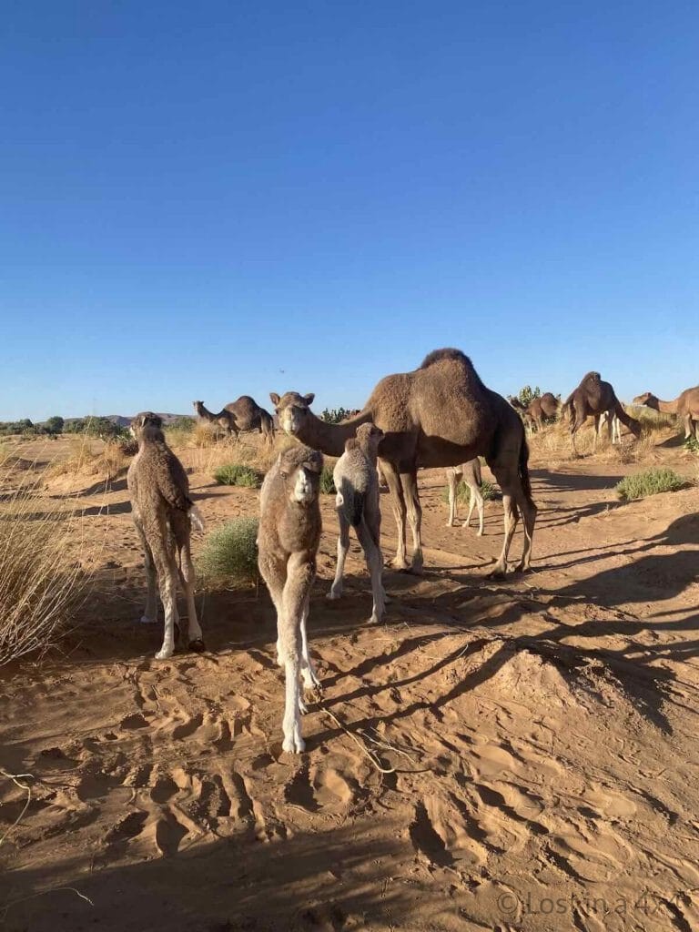 Baby camels walking in the desert with their mother behind, below the Lost City of Bah Haoudou, Morocco