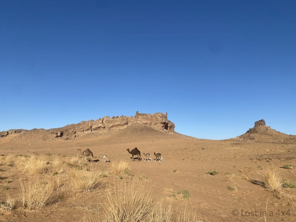 Camel mothers walking with their babies in the desert below the Lost City of Bah Haoudou, Morocco