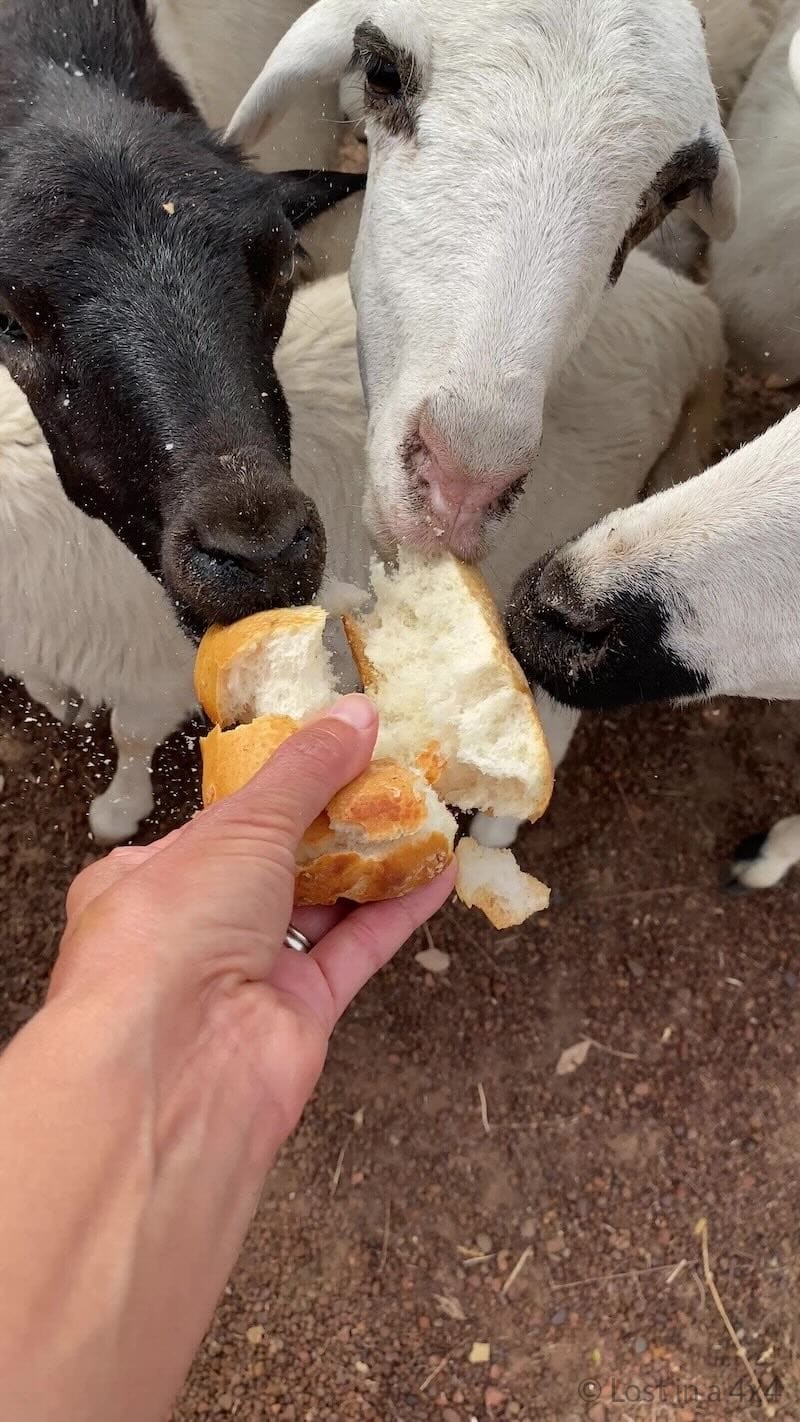 Feeding goats at Campement du Fleuve in Senegal