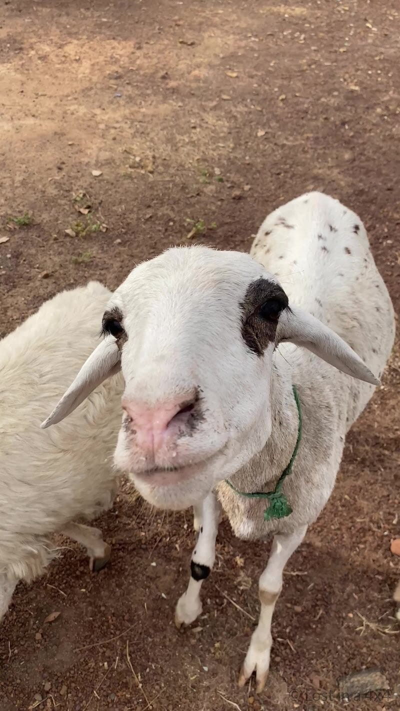 Close-up of a goat’s face at Campement du Fleuve in Senegal
