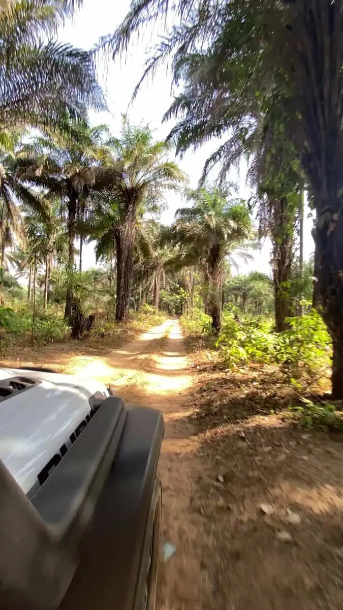 Jeep Wrangler Rubicon driving narrow dirt road flanked by palm trees in Guinea during overland Africa trip