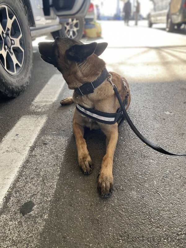 Police drug detection dog inspecting vehicles at customs in Tangier Med port, Morocco