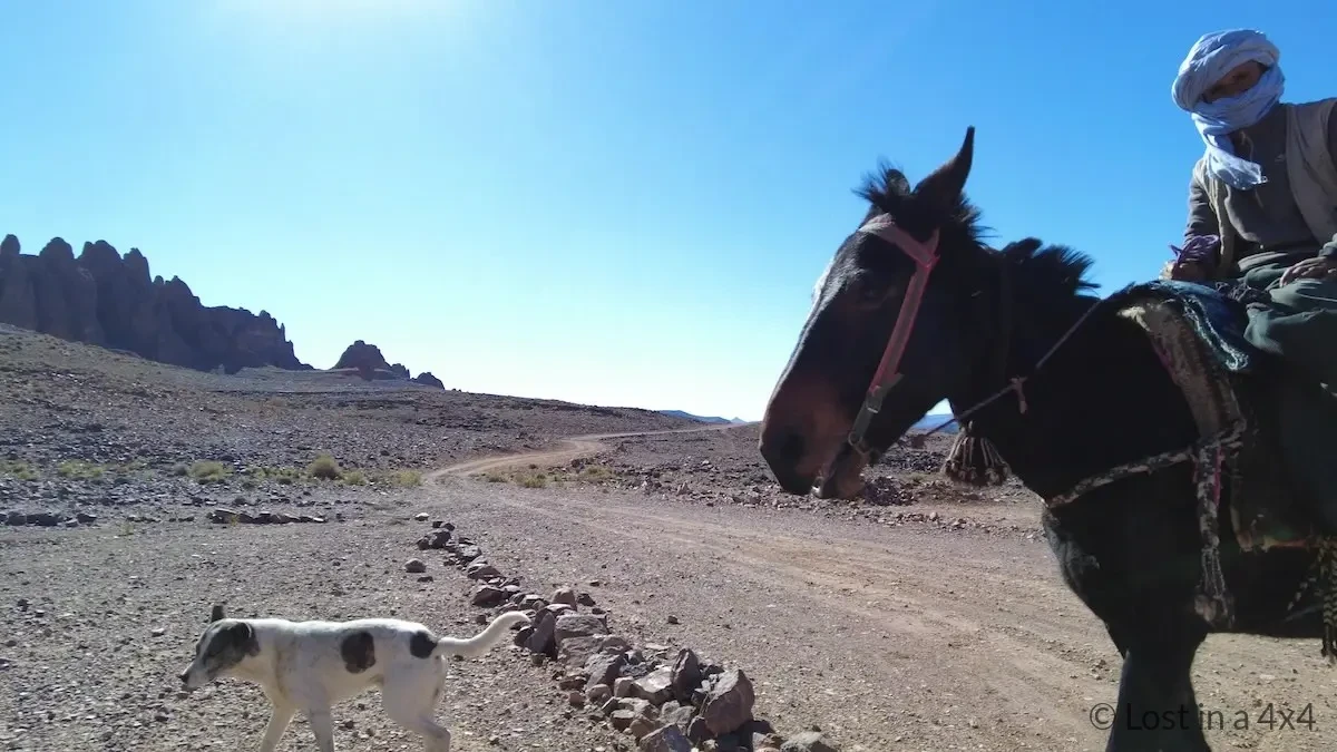 Nomadic Berber herder on a black horse with his dog in the Anti-Atlas Mountains of Morocco.